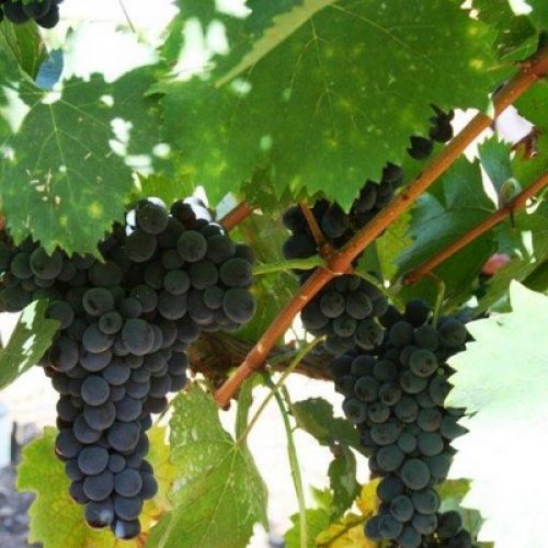 Ferragamo grape harvest 2012 (4) (Large)