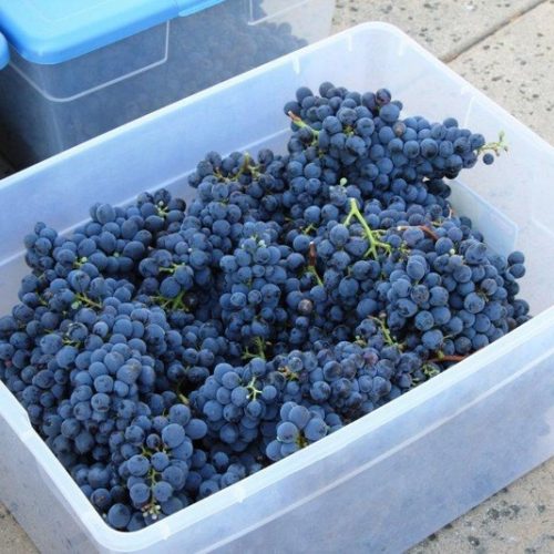 Ferragamo_grape_harvest_2012_(8)_(Large)